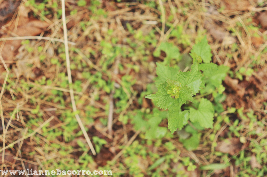 Maryland Photographer Lianne Bacorro-10