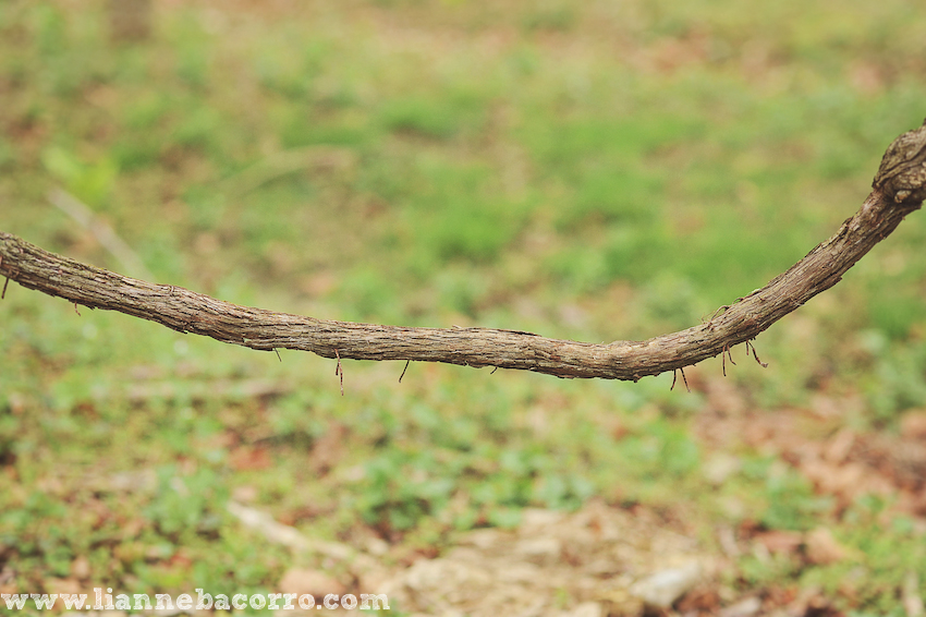 Maryland Photographer Lianne Bacorro-11