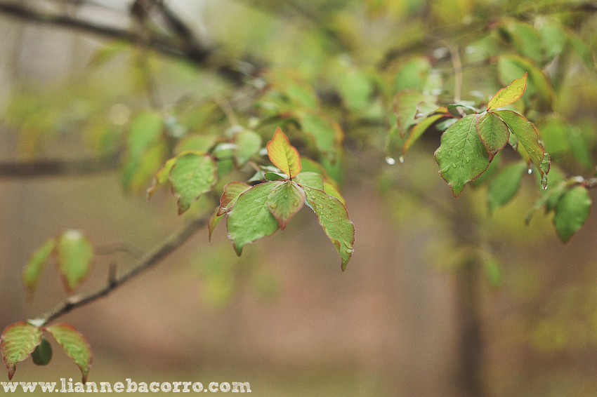 Maryland Photographer Lianne Bacorro-18