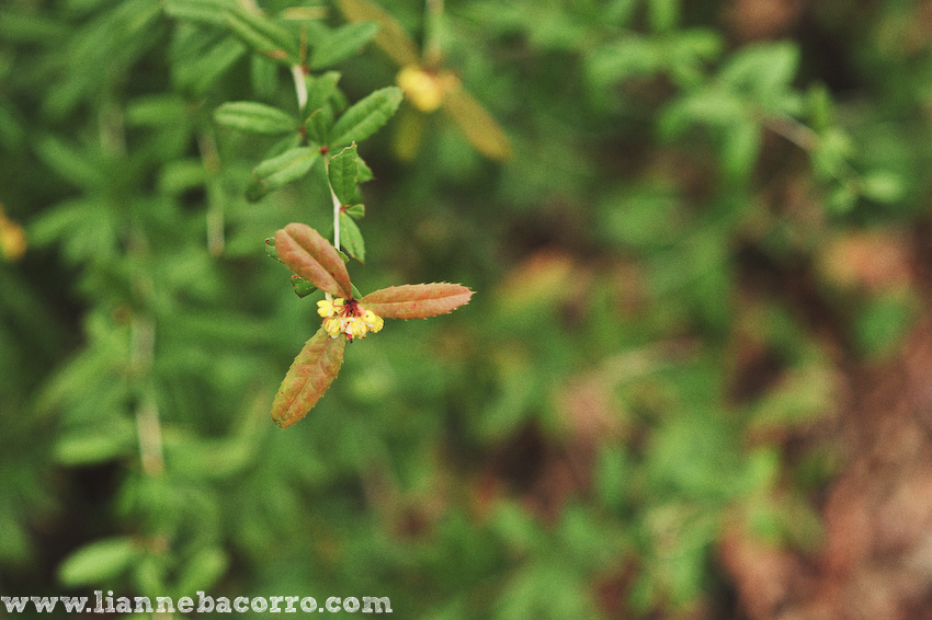 Maryland Photographer Lianne Bacorro-20