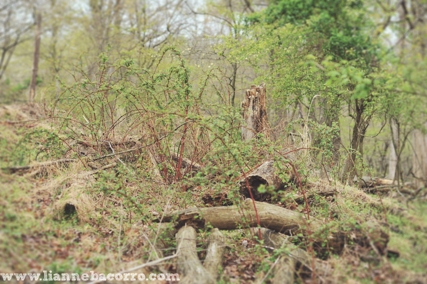 Maryland Photographer Lianne Bacorro-21