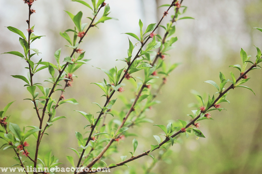 Maryland Photographer Lianne Bacorro-23