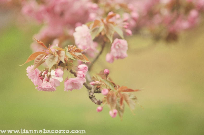 Maryland Photographer Lianne Bacorro-25