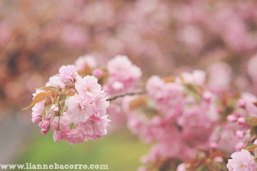 Maryland Photographer Lianne Bacorro-26