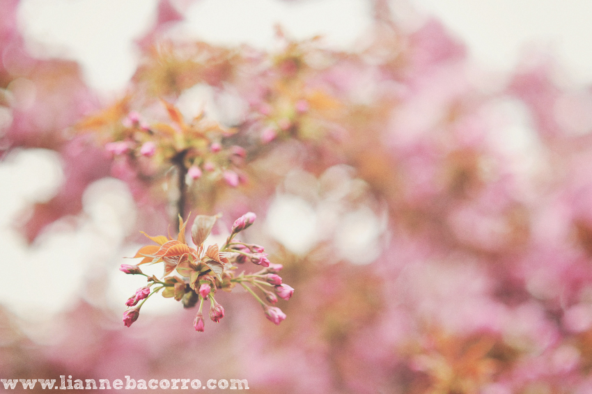 Maryland Photographer Lianne Bacorro-27