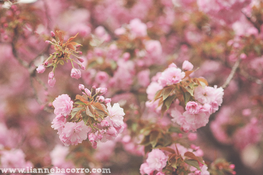 Maryland Photographer Lianne Bacorro-28