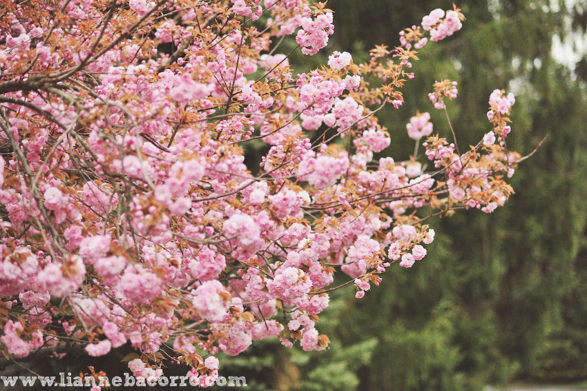 Maryland Photographer Lianne Bacorro-31