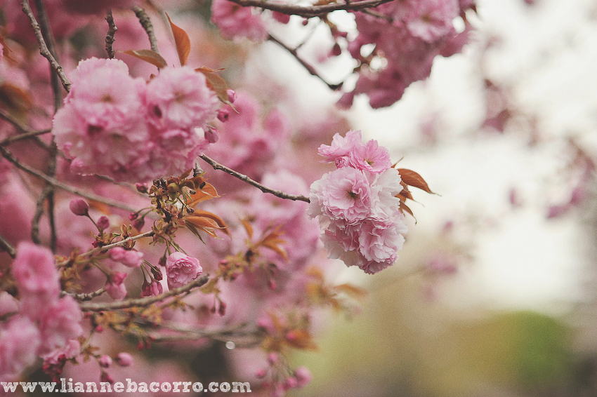 Maryland Photographer Lianne Bacorro-33