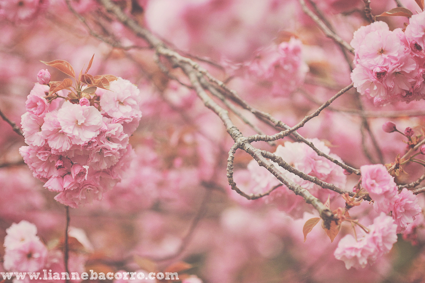 Maryland Photographer Lianne Bacorro-34