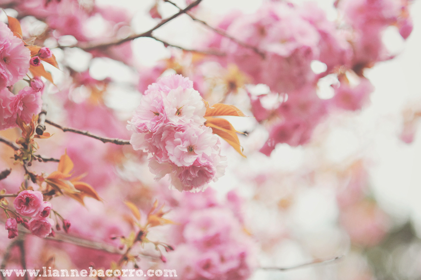 Maryland Photographer Lianne Bacorro-35