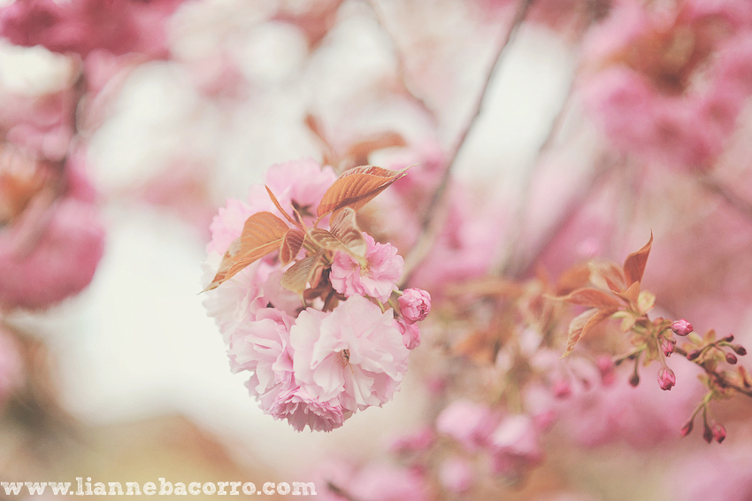 Maryland Photographer Lianne Bacorro-36