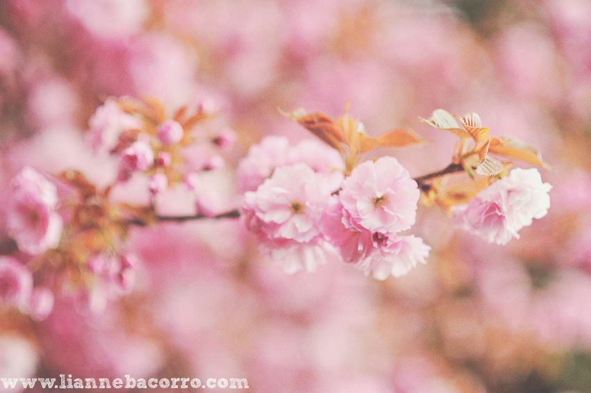 Maryland Photographer Lianne Bacorro-37