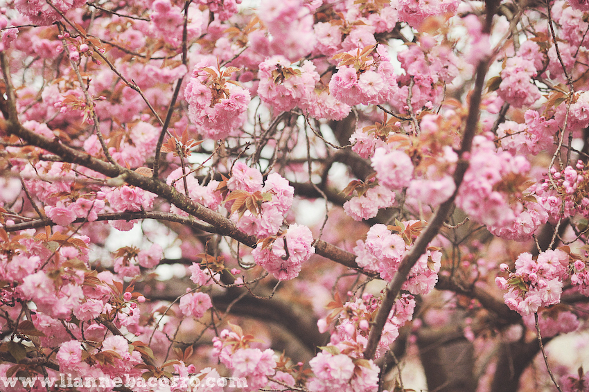 Maryland Photographer Lianne Bacorro-39