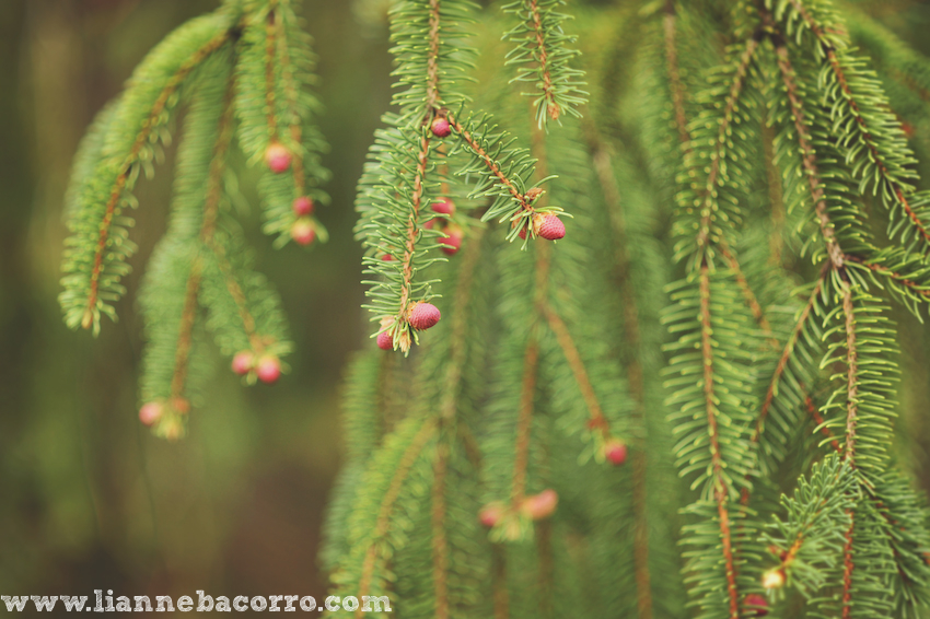 Maryland Photographer Lianne Bacorro-40