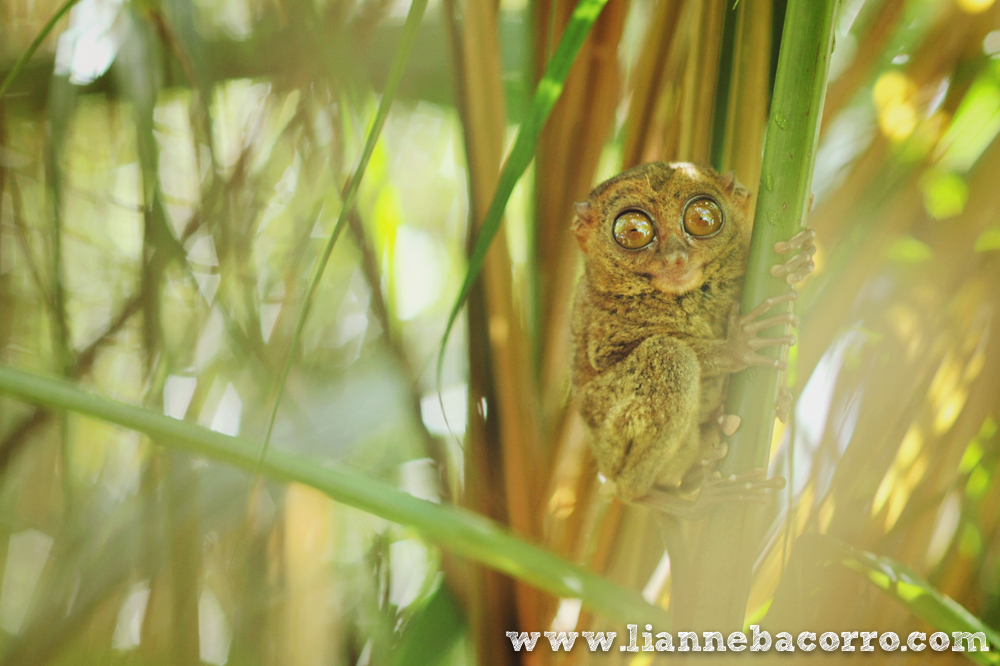 Best of 2013 - Lianne Bacorro Photography-7