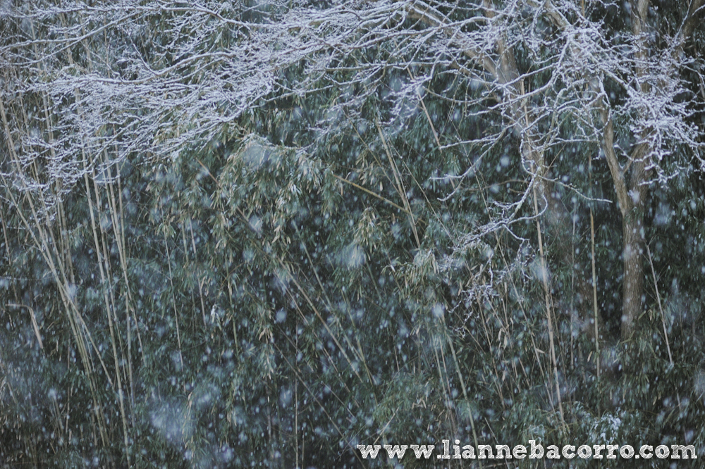 Snow in Maryland - family portraits - Lianne Bacorro Photography-79