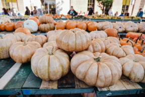 fall autumn circleville family photographer philippines