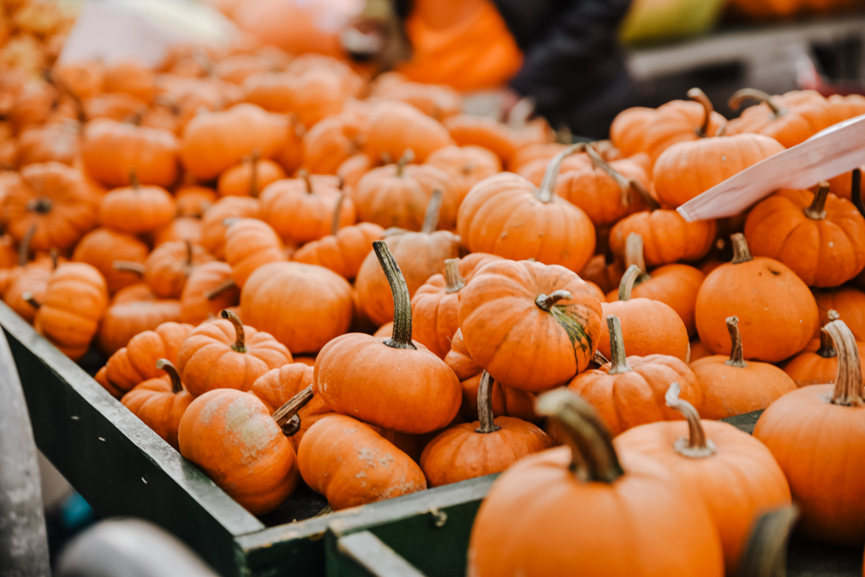 fall autumn circleville family photographer philippines